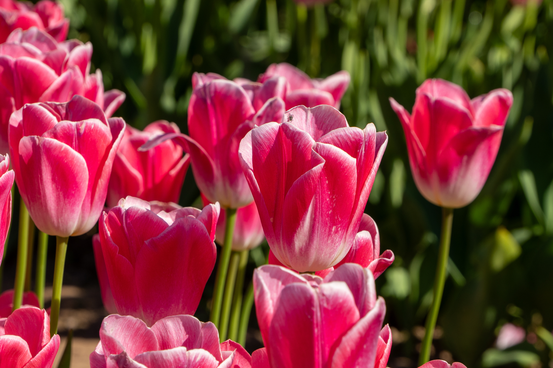 Rose Light — pink tulips in afternoon sun