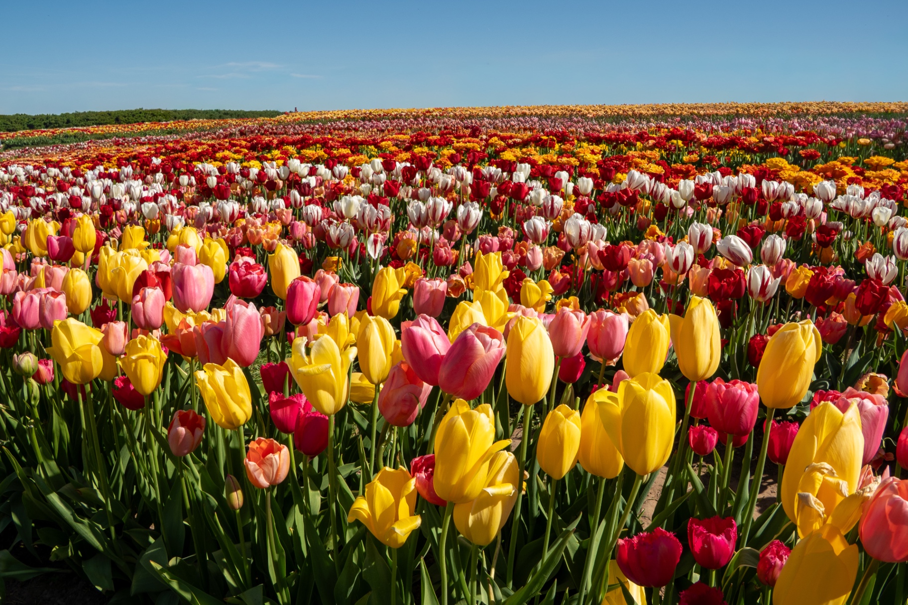 Fields of Spring — a tulip field in full bloom