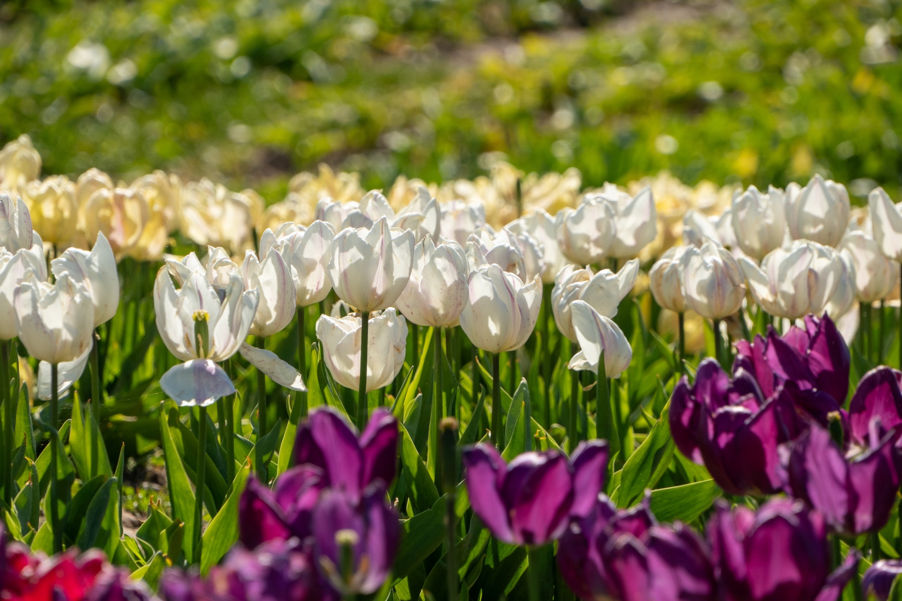 Quiet Row — white tulips against magenta